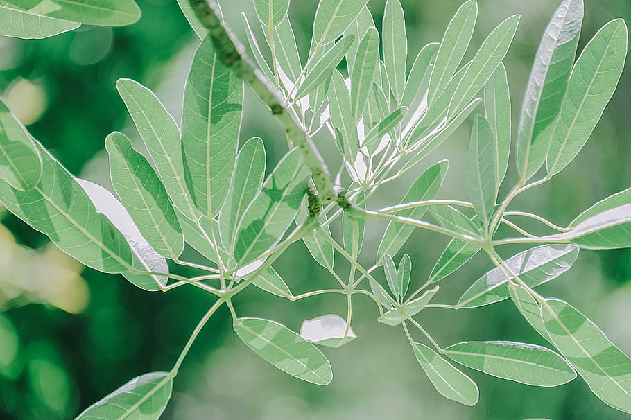 Closeup Photo of Green Leafed Plant, blurred background, branch HD wallpaper