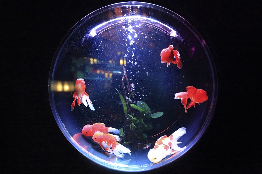 aquarium, fish, water, bubbles, animal, fin, no people, black background HD wallpaper
