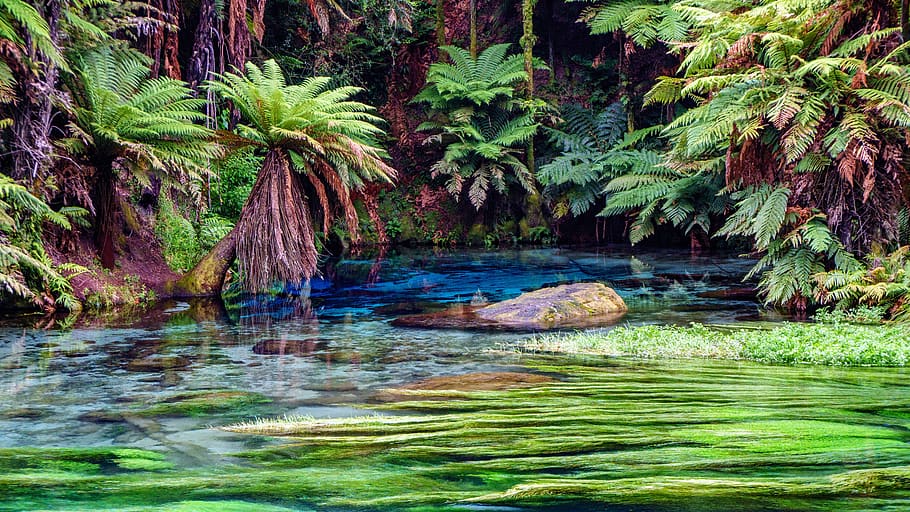 waters, nature, summer, tree, tropical, source, plant, waterfront HD wallpaper
