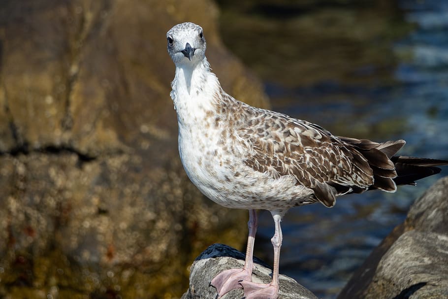 seagull, bird, bill, close up, animal, water bird, animal wildlife HD wallpaper