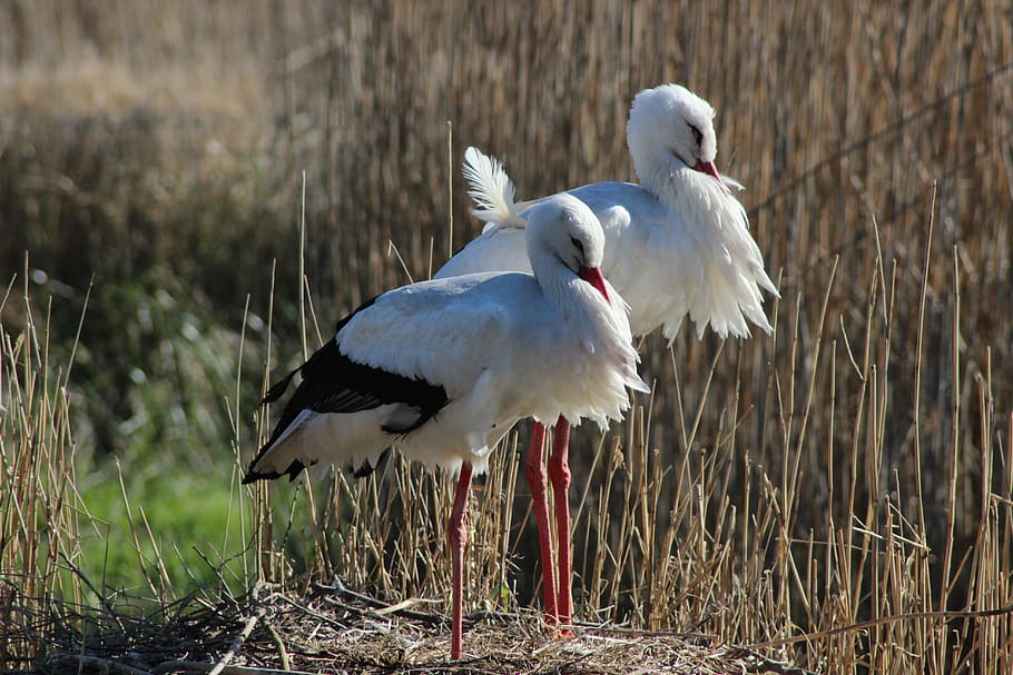 storks, plumage, nature, nest, rattle stork, birds, vertebrate HD wallpaper