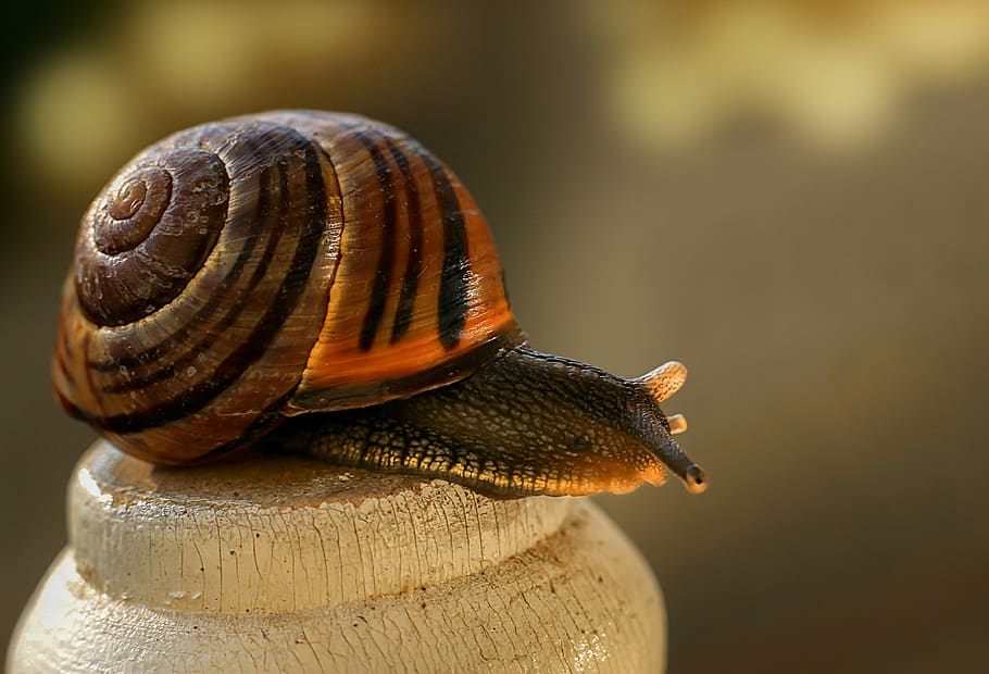 snail, mollusk, shell, slowly, animal, nature, probe, reptile HD wallpaper