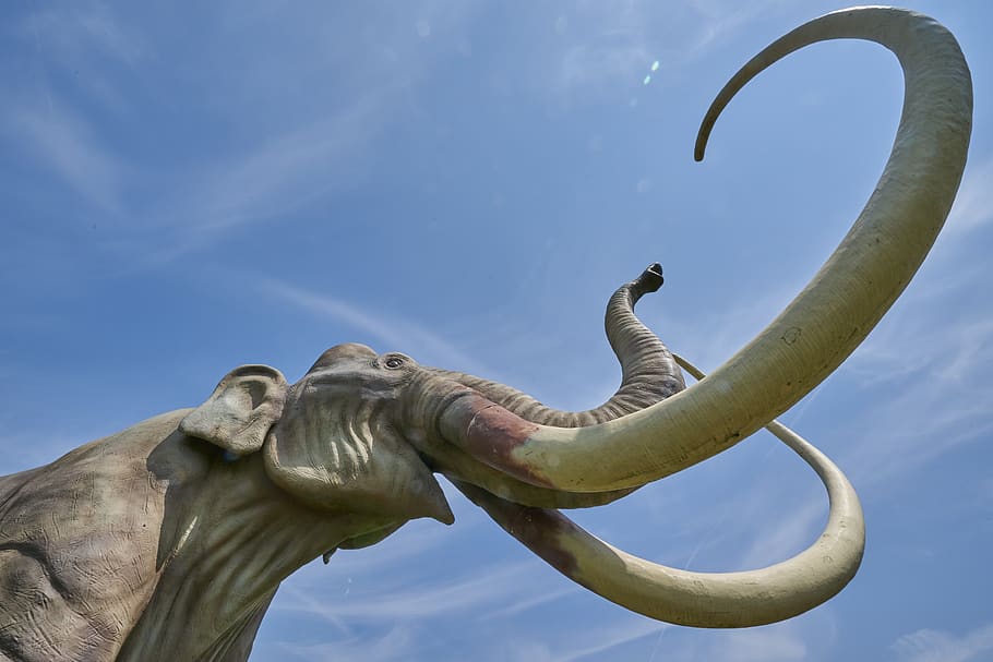 mammoth, extinct, tusk, pachyderm, mammal, ivory, fossil, art and craft HD wallpaper