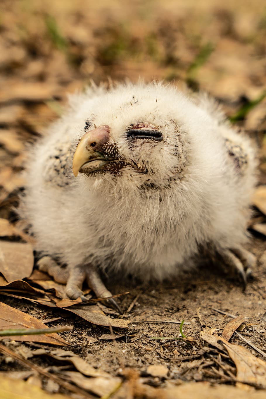white bird, animal themes, mammal, one animal, no people, animals in the wild HD wallpaper