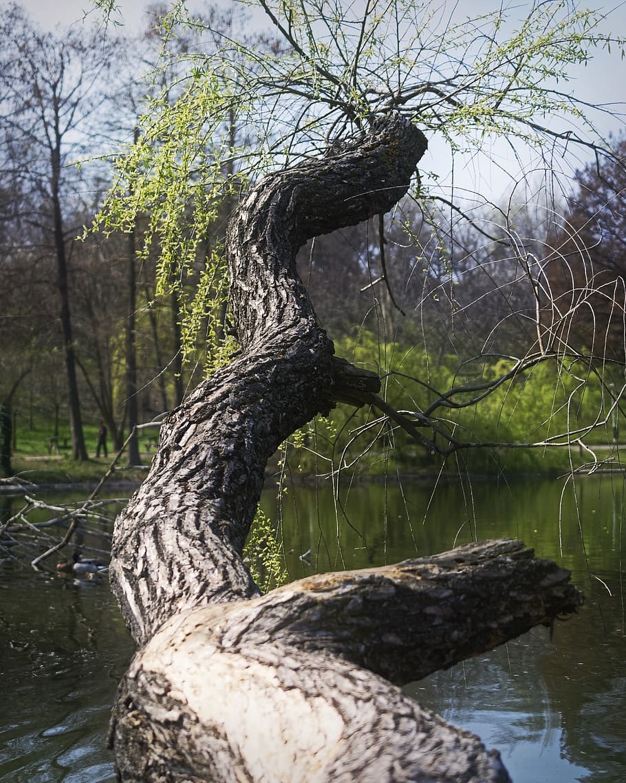 nature, trunk, tree, willow, retezat, broken, spring, leaves HD wallpaper