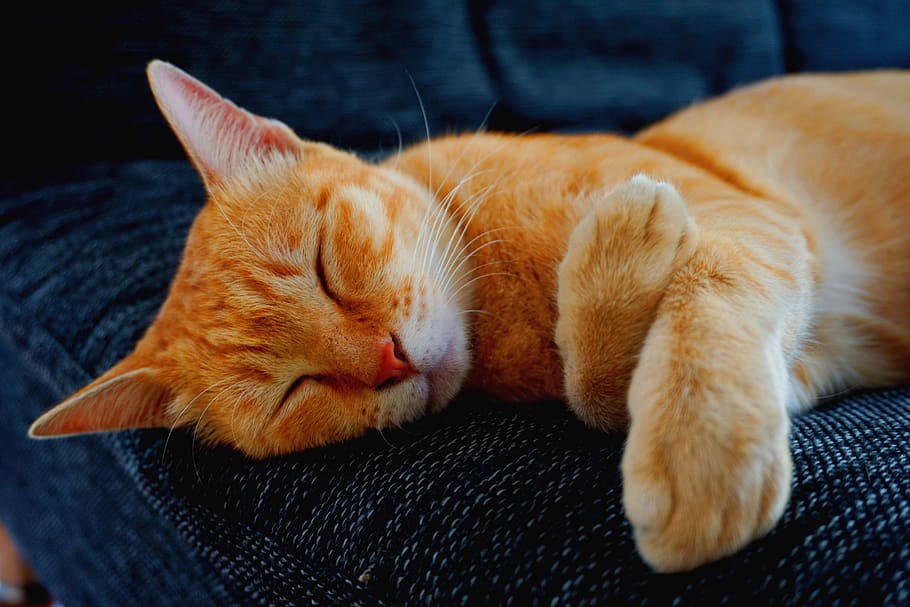 Orange Tabby Cat, adorable, animal, animal photography, cat face HD wallpaper
