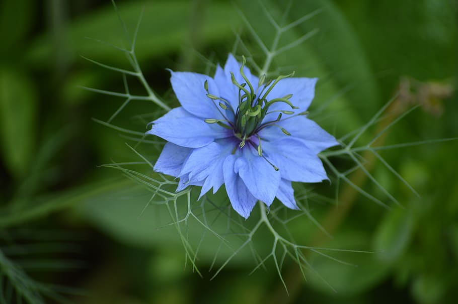 nature, flora, flower, leaf, summer, outdoors, garden, beautiful HD wallpaper
