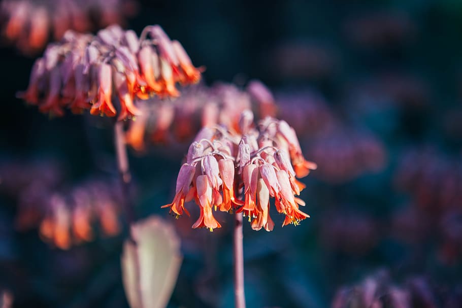 pink-petaled flower, close-up, beauty in nature, flowering plant HD wallpaper