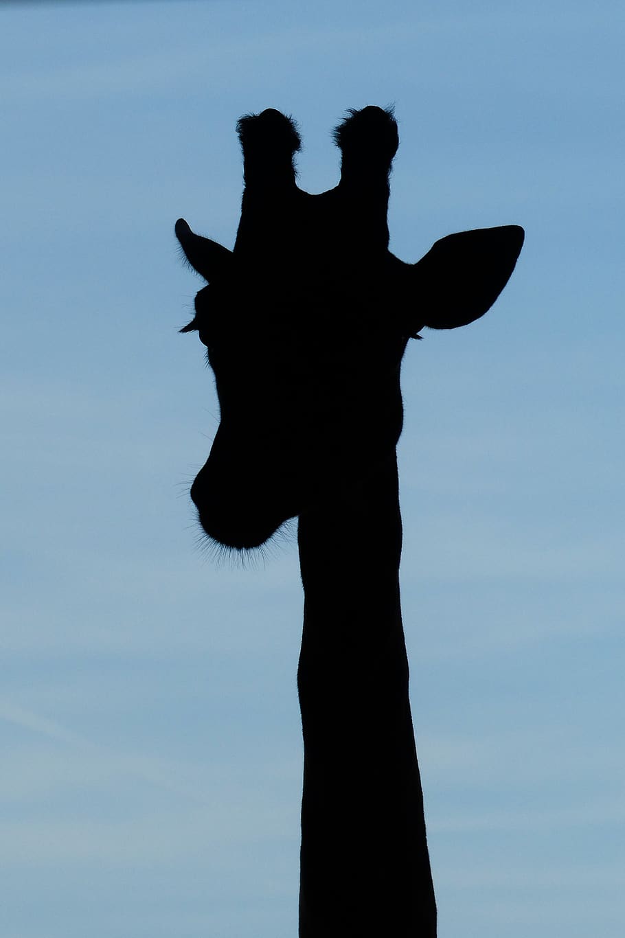 giraffe's head, human, person, mammal, marwell zoo, u.k., winchester HD wallpaper
