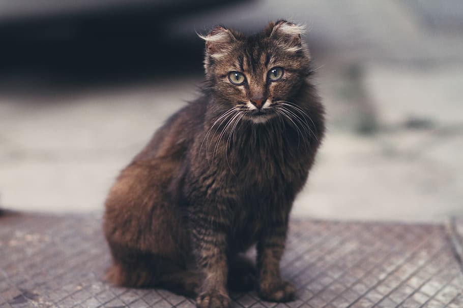 bulgaria, sofia, stray, street, fur, cat, beautiful, curious HD wallpaper
