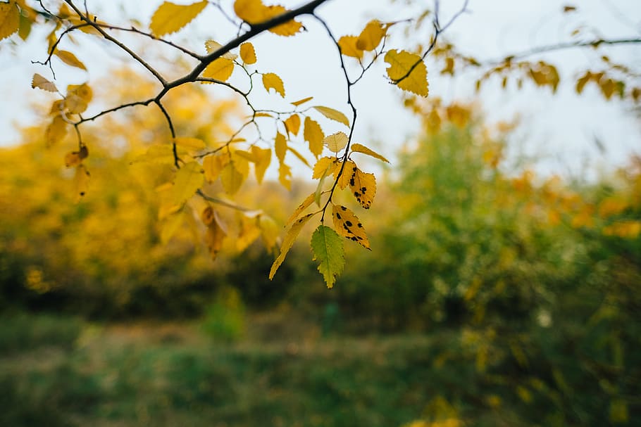 green trees during daytime, plant, nature, autumn, change, leaf HD wallpaper