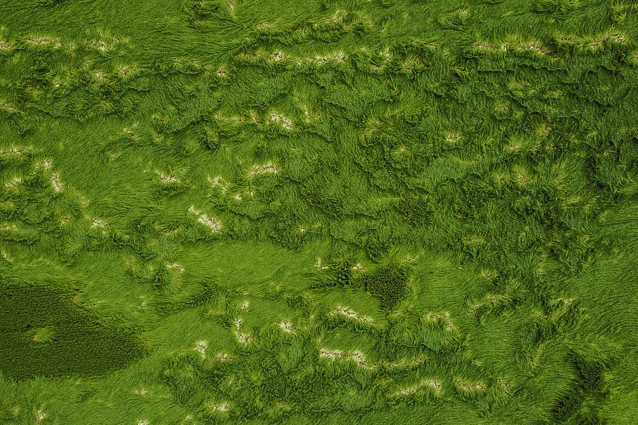plant, algae, moss, weed, art, wind, green, wiese, greeny, drone HD wallpaper
