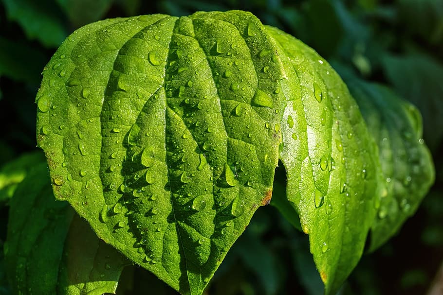 leave, leaf, fresh, plant, green, nature, macro, green color HD wallpaper