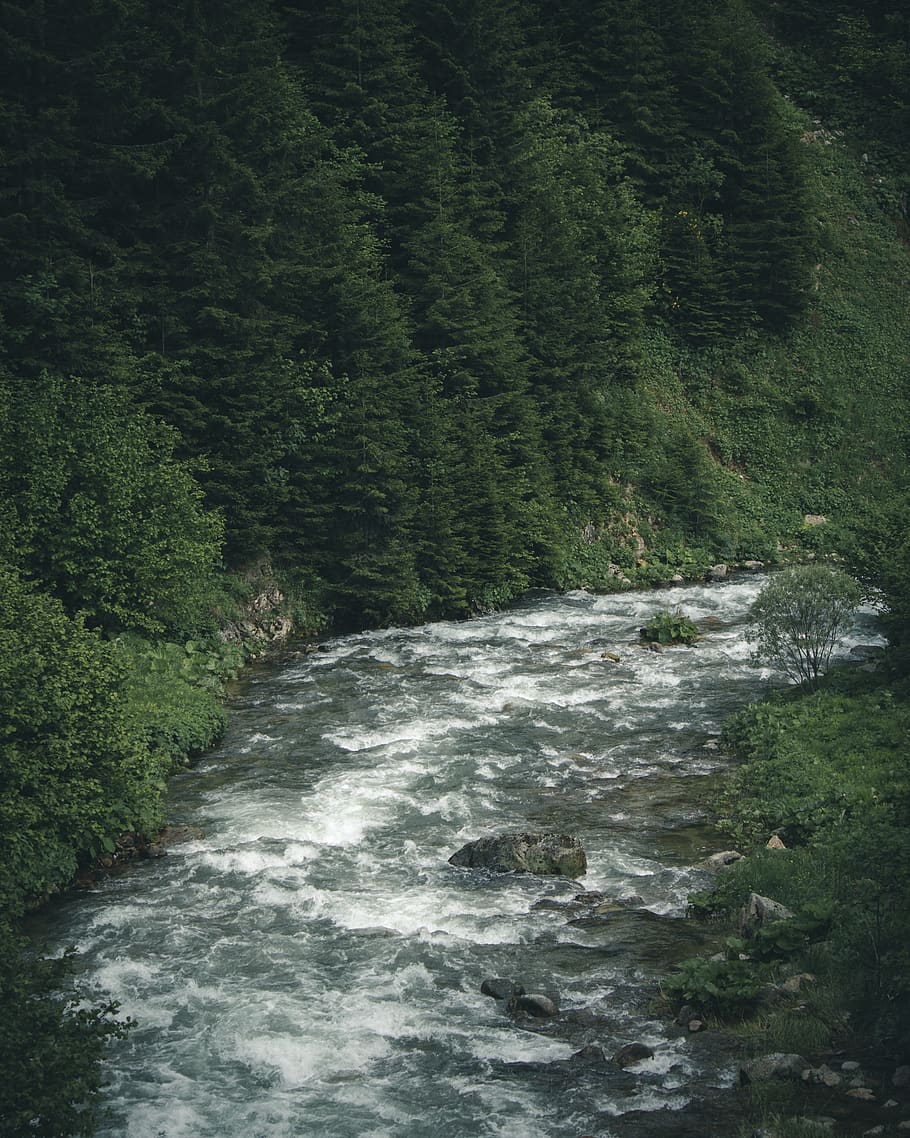 River Photography, daylight, environment, flow, flowing, forest HD wallpaper