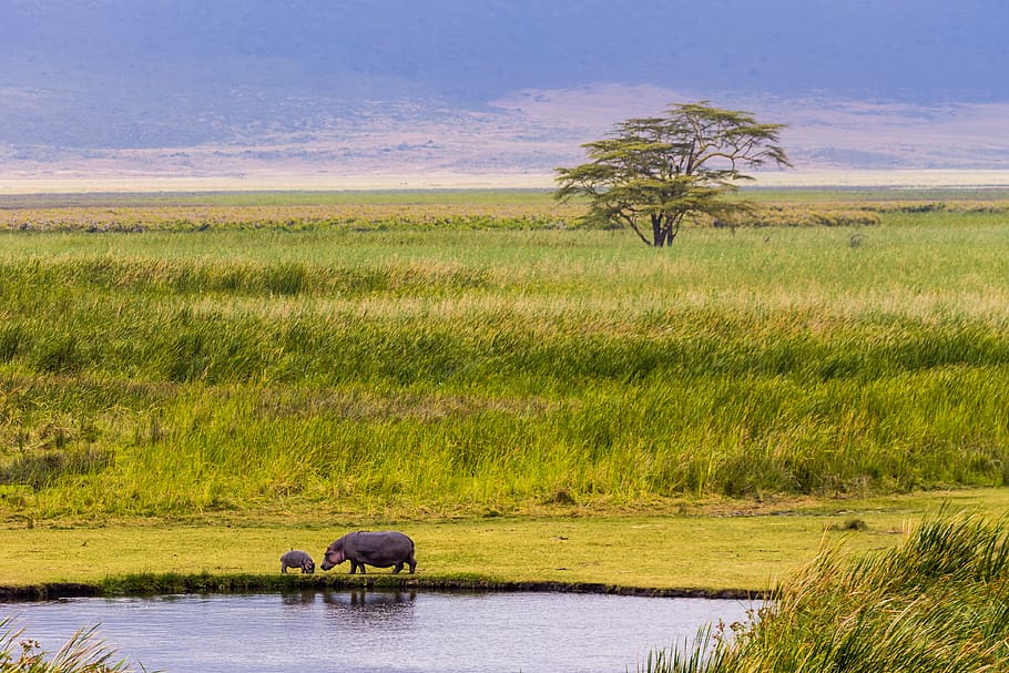 tanzania, ngorongoro crater, grass, hippo, africa, lake, tree, HD wallpaper