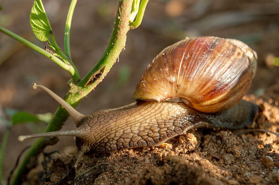 snail, shell, animal, nature, slowly, grass, creature, garden HD wallpaper