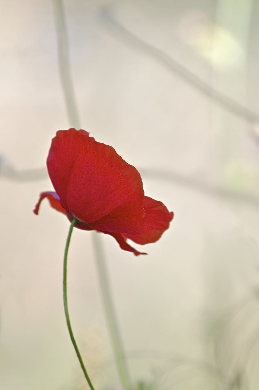 red-petaled flower, flowering plant, beauty in nature, close-up HD wallpaper