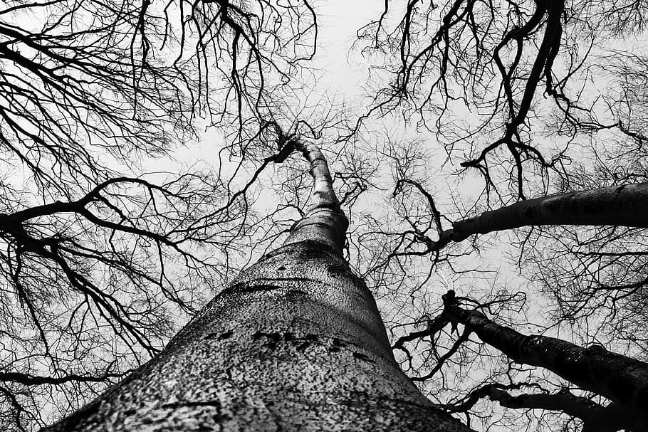 tree, sky, branch, bandw, wood, bare tree, plant, tree trunk HD wallpaper