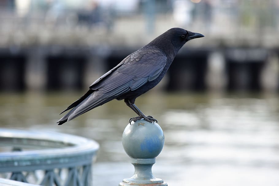 bird, outdoors, nature, crow, animal themes, vertebrate, one animal HD wallpaper