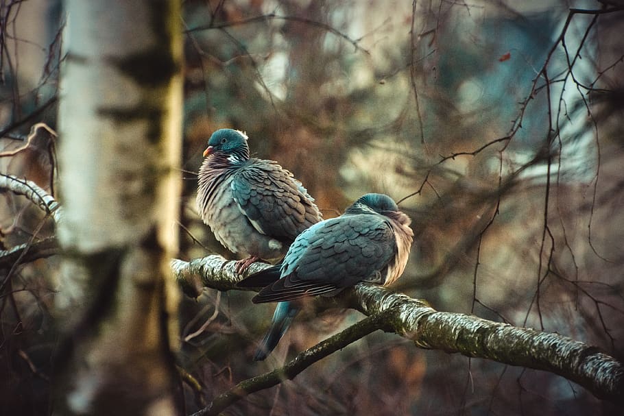 pigeon, bird, tiger, trees, spring, heaven, angel, sleep, eyes HD wallpaper