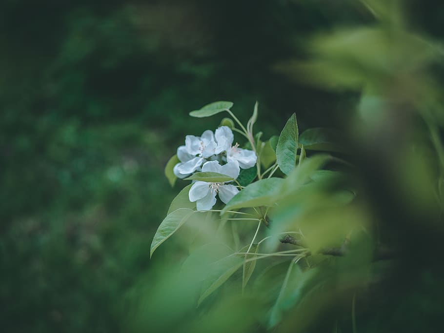 Close-Up Photography of White Flowers, beautiful, bloom, blooming HD wallpaper