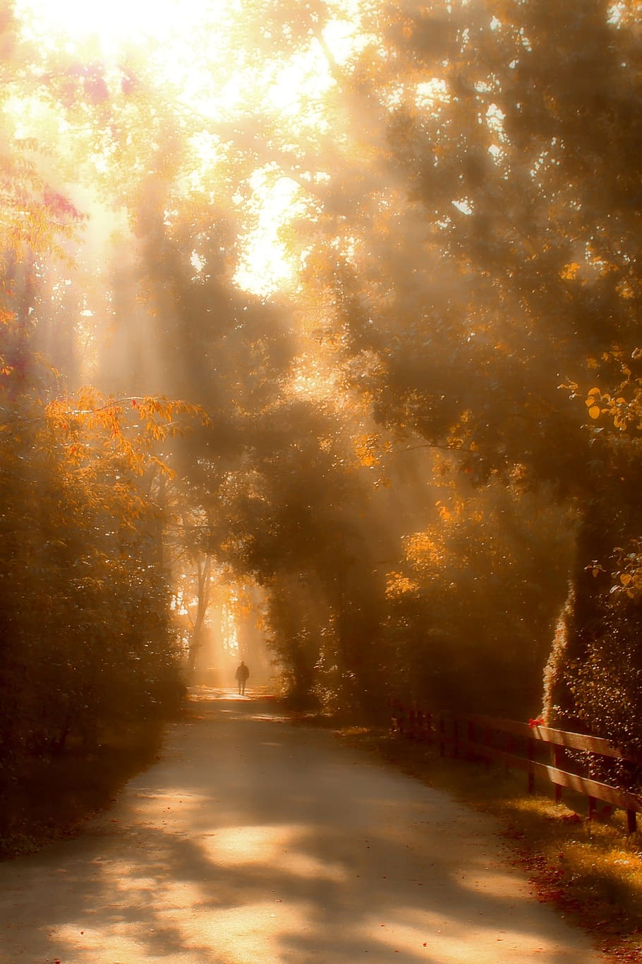 walk, sunbeam, nature, forest, mood, trees, autumn, away, hiking HD wallpaper