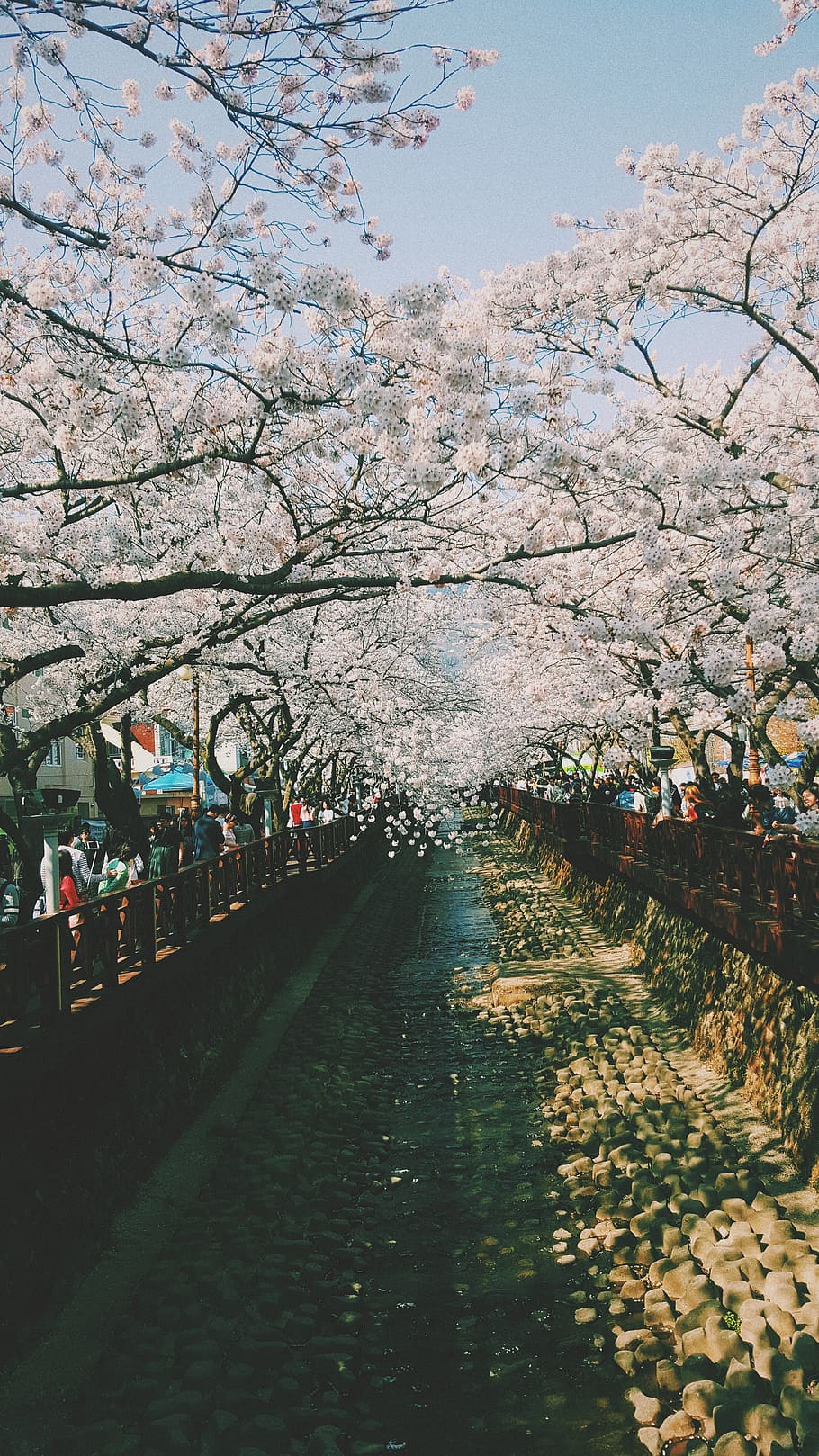 HD wallpaper: south korea, jinhae gunhangje festival, romance, bridge,  sakura | Wallpaper Flare