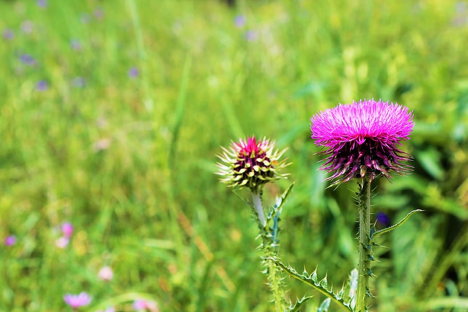 flower, spring, dea, plant, nature, color, beautiful, blooming HD wallpaper