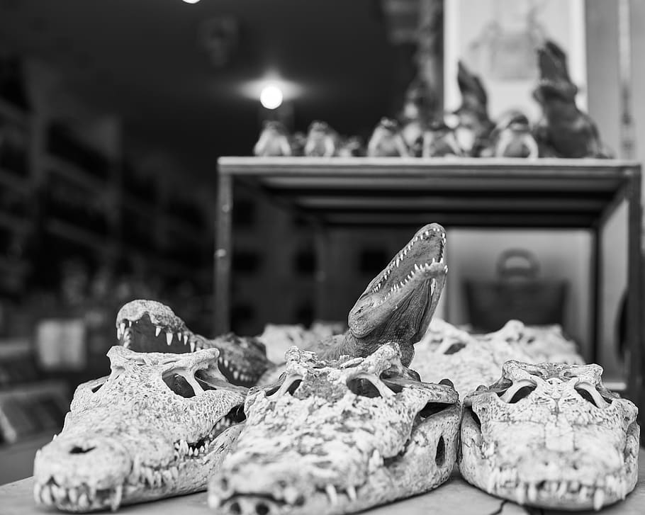 crocodile, ornament, gift, head, dental, wild, goods, cambodia HD wallpaper