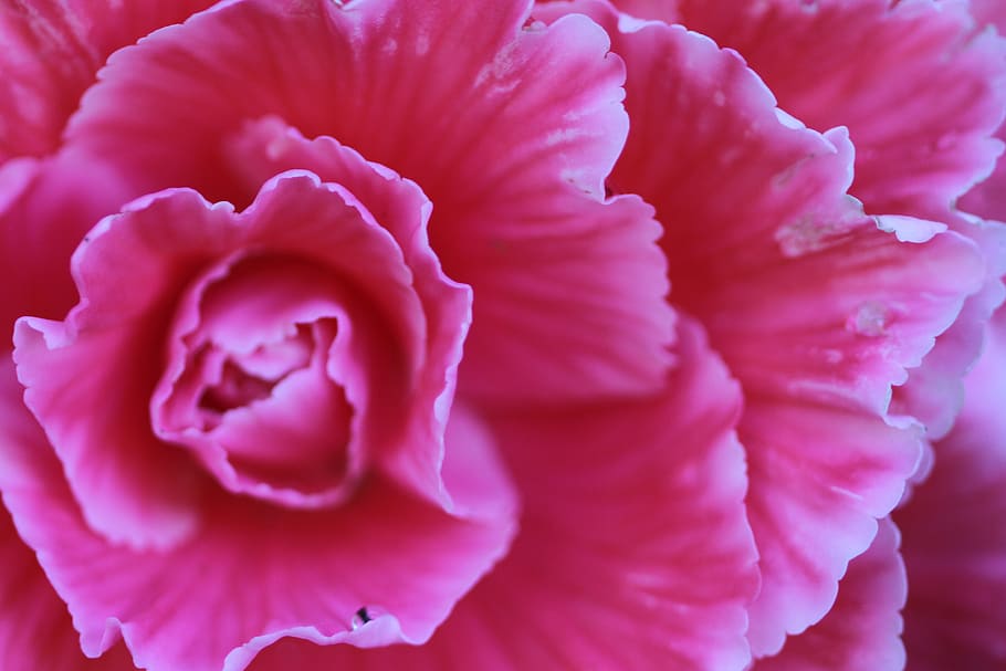 Closeup Photography Of Pink Carnation Flower, bloom, blossom HD wallpaper