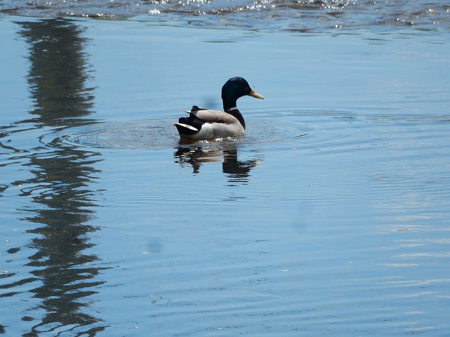 united states, adelphi, water, bird, animal themes, animals in the wild HD wallpaper