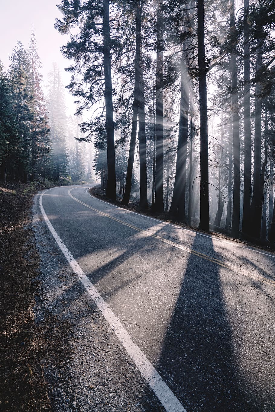 empty road surrounded by pine trees, plant, transportation, direction HD wallpaper