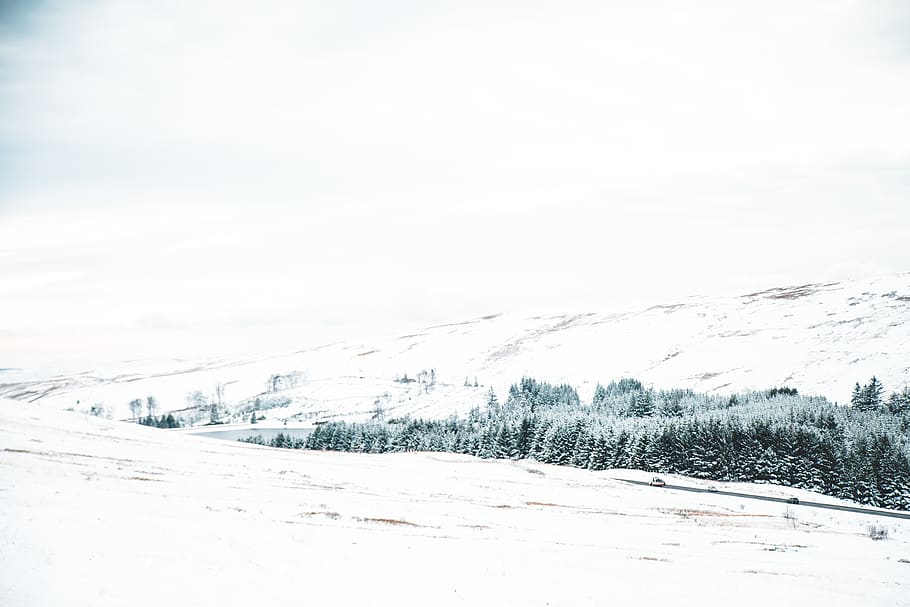 snow covered ground during daytime, nature, outdoors, plant, tree HD wallpaper