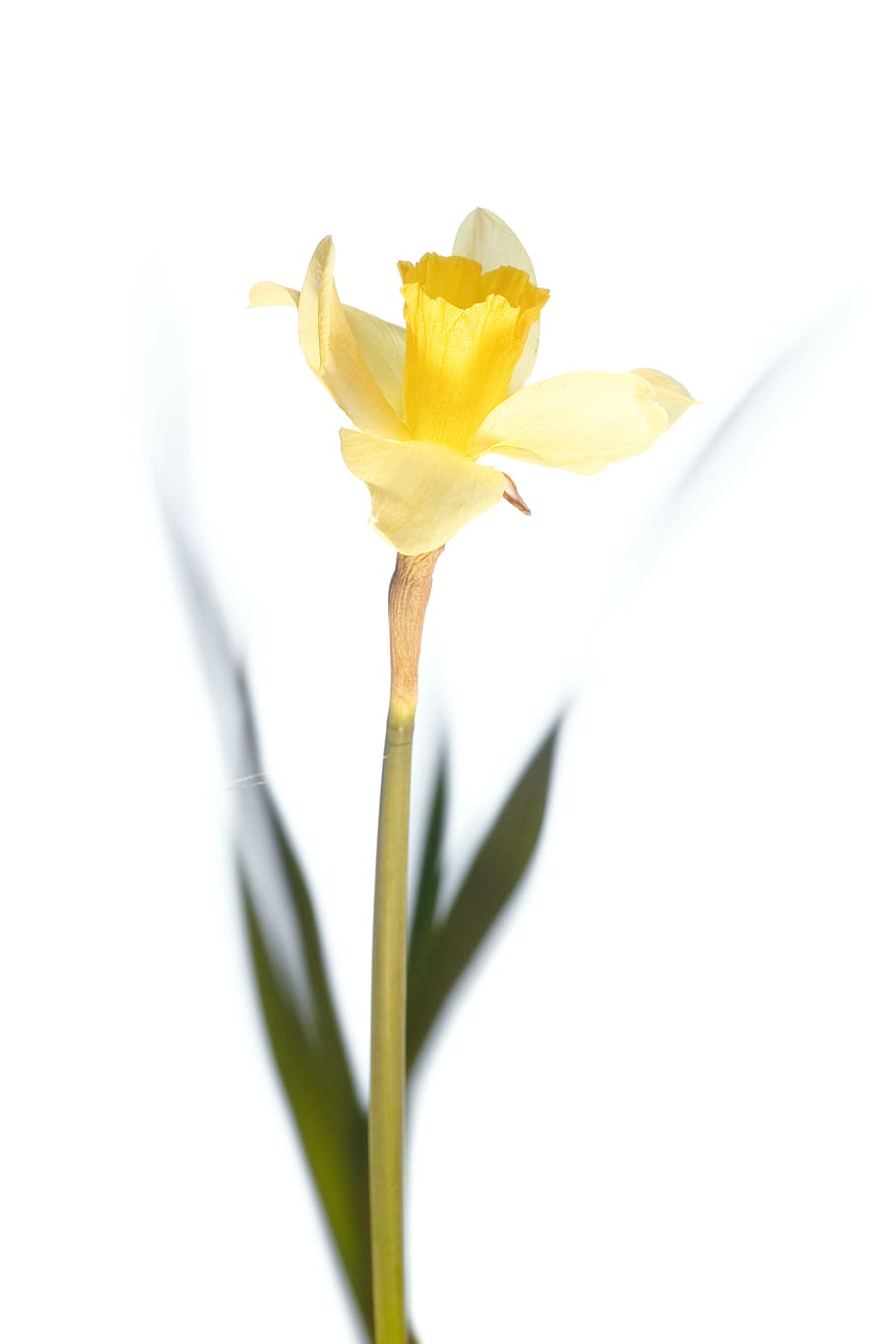 white, isolated, flower, closeup, detail, flora, floral, flores HD wallpaper