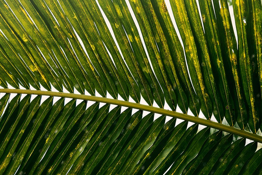 green coconut leaves, green color, palm tree, leaf, palm leaf HD wallpaper