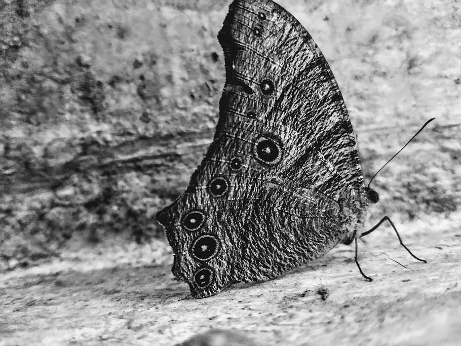 one animal, animal themes, animal wildlife, insect, animals in the wild HD wallpaper