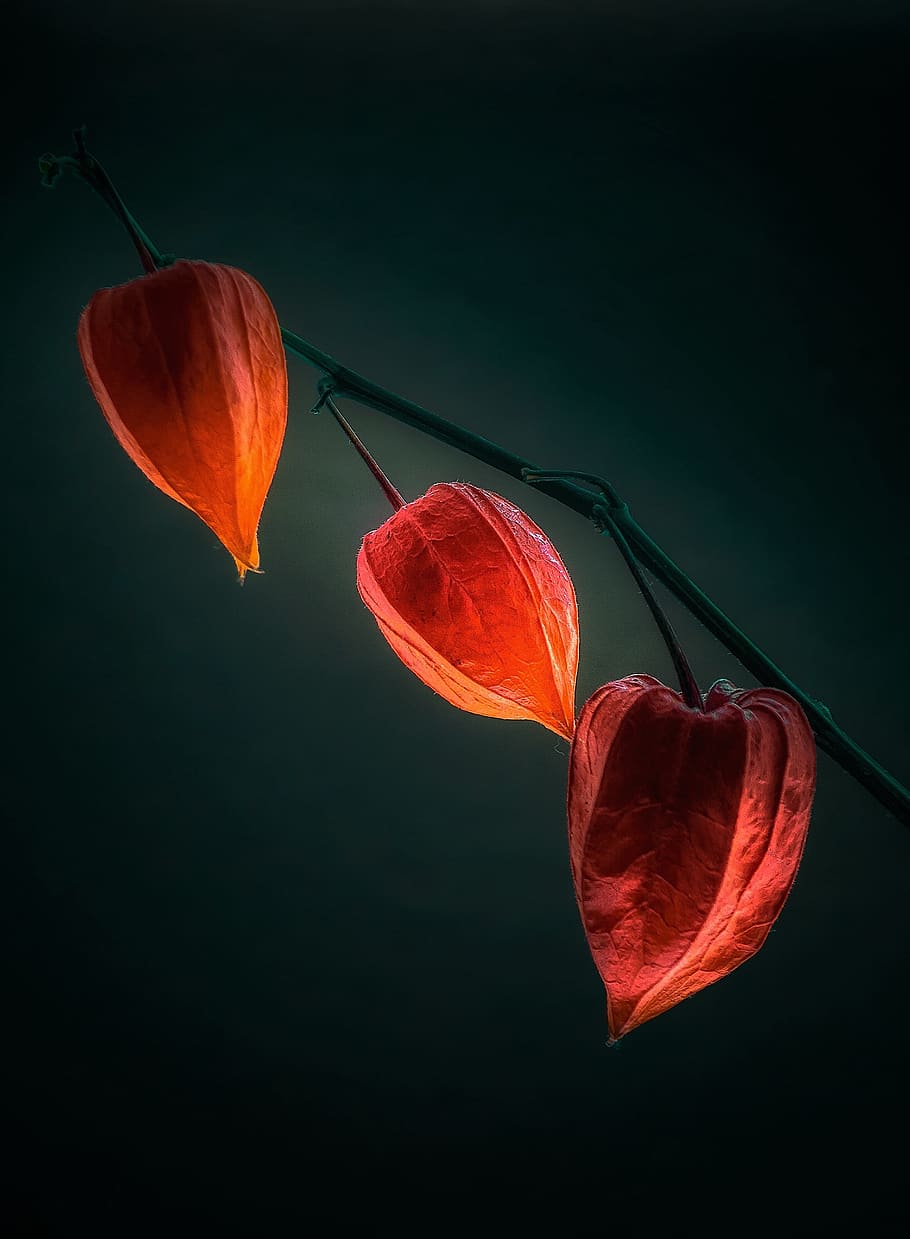 nature, bright, flower, background, plant, darkness, color HD wallpaper