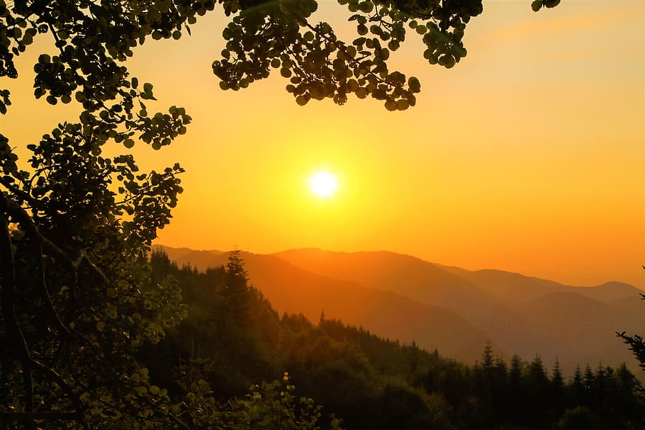 sunset, nature, landscape, sky, in the evening, tree, forest HD wallpaper