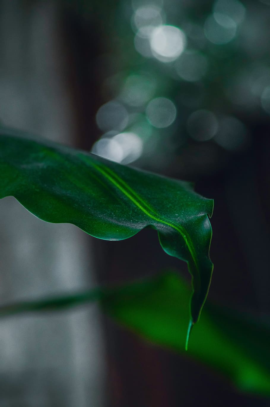 sheet, inside, foliage, plants, green, flora, nature, flowers HD wallpaper