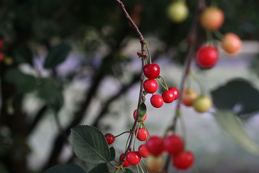 cherries, fruit, red, sweet, delicious, food, vitamins, fresh HD wallpaper