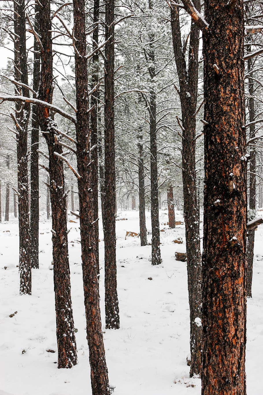trees, winter, snow, nature, forest, cold temperature, land HD wallpaper