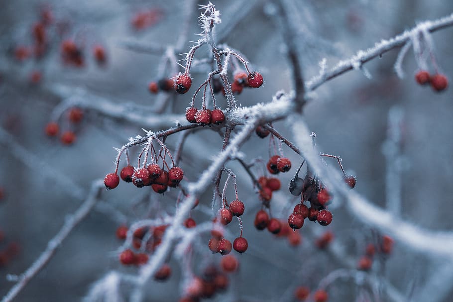 Selective Focus Photography of Red Fruits With Snow, berries HD wallpaper