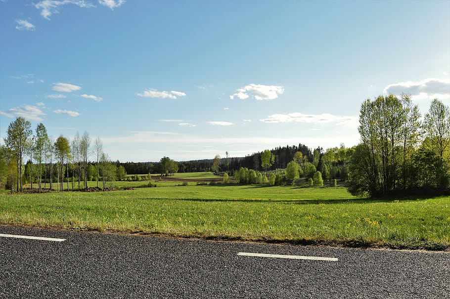 sweden, plant, tree, sky, cloud - sky, green color, tranquility HD wallpaper