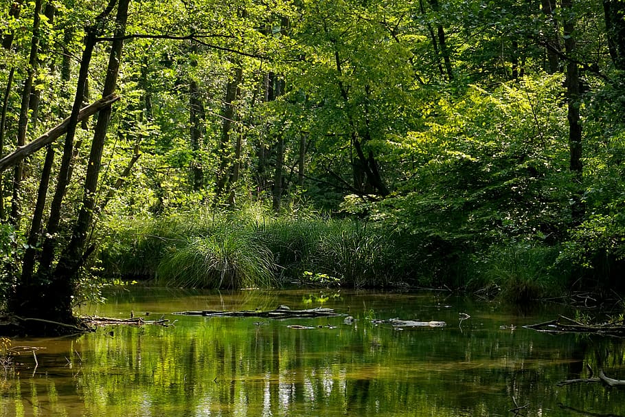 nature, river, trees, summer, landscape, water, scenic, flowing HD wallpaper