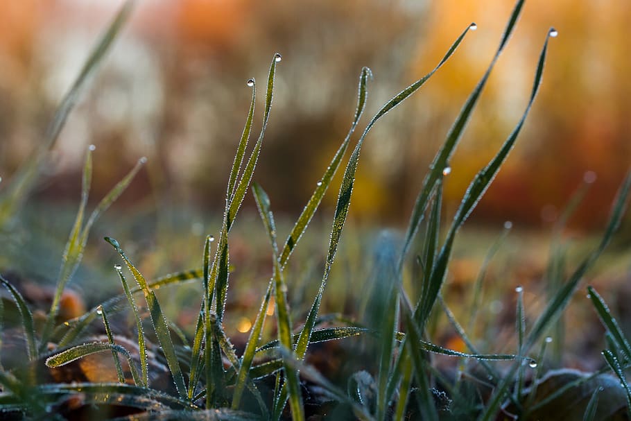 nature, plant, growth, grass, field, land, no people, close-up HD wallpaper