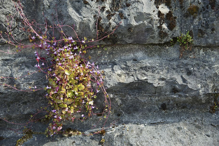 switzerland, veytaux, veytaux-chillon, alpine, stone, flowers, HD wallpaper