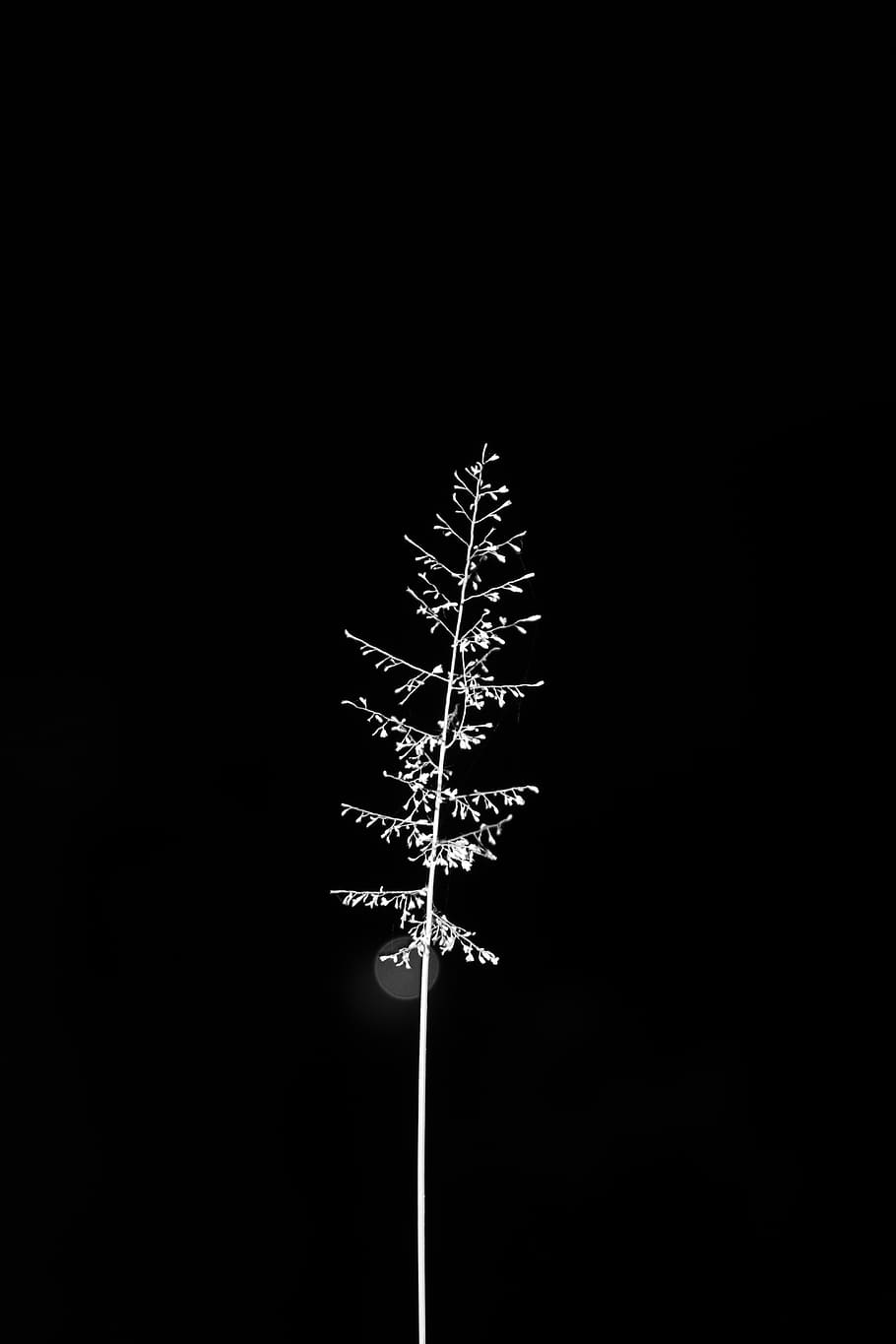 White Flower, art, black and white, black-and-white, dark, minimalism