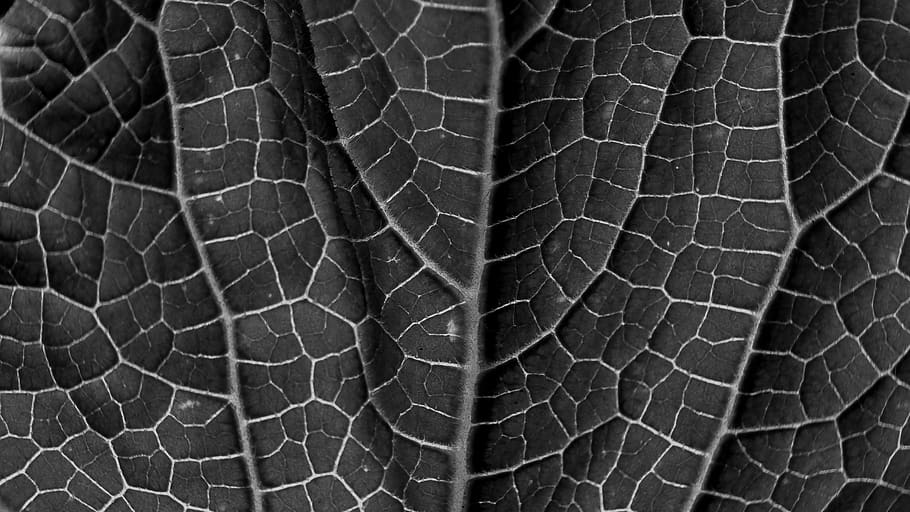 Hd Wallpaper Leaf Leaf Texture Grain Sw Black White Veins Close Up Wallpaper Flare