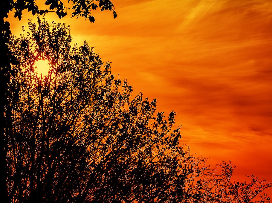 sunrise, silhouette, backlighting, clouds, bush, leaves, twilight HD wallpaper