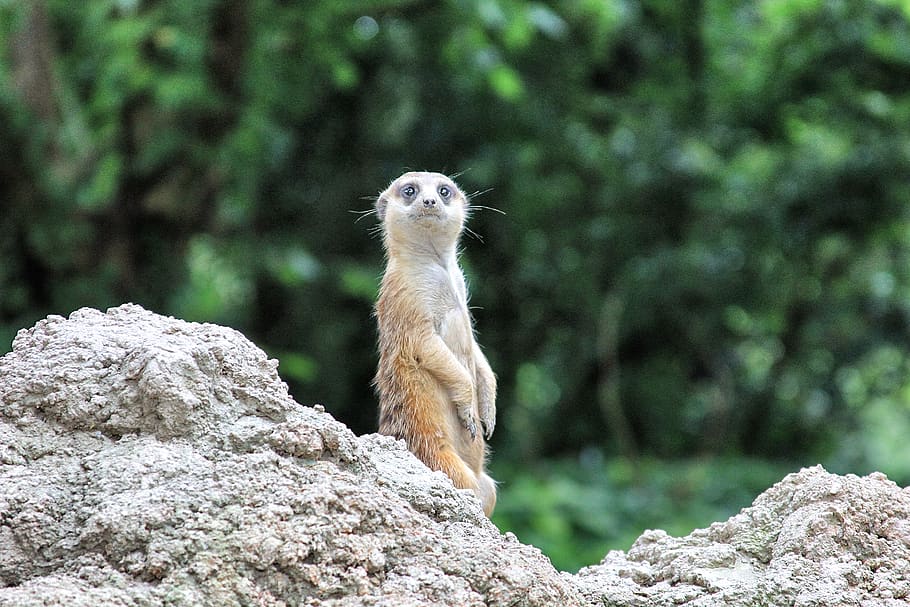 animal wildlife, rock, rock - object, animals in the wild, one animal HD wallpaper
